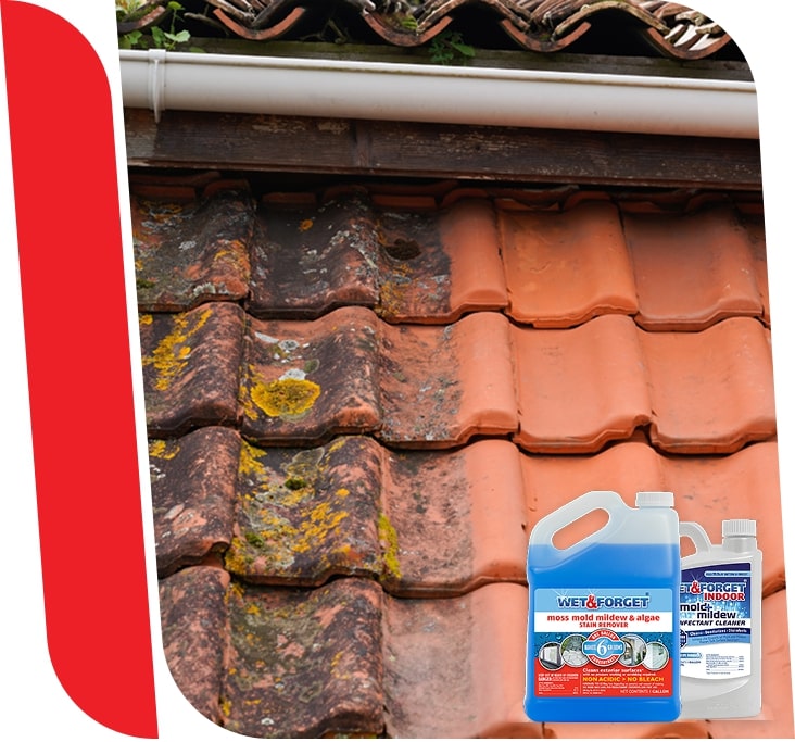 Mould & Lichen Removal Services
